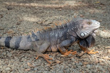 Doğal Park 'ta Güzel İguana