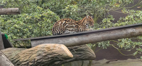 Оцелот Зоопарке Колумбии — стоковое фото