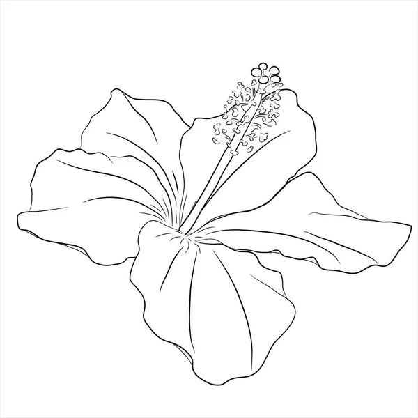 Flor de hibiscais3 — Vetor de Stock