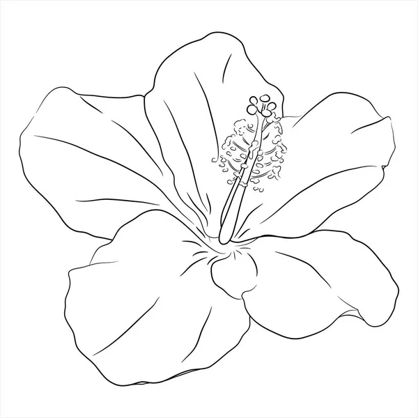 Flor de hibiscais2 — Vetor de Stock