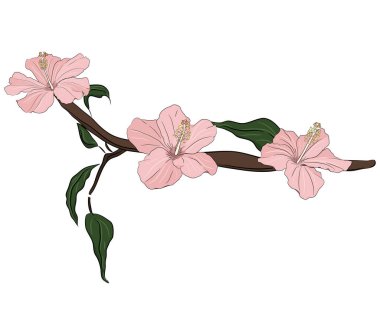 Renkli amberçiçeği dalı beyaza izole edilmiş