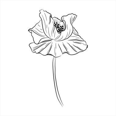 Haşhaş çiçeği. Taslak çizimi. Siyah beyaz soyutlanmış sanat