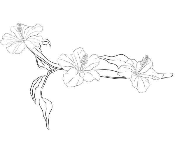 Ветвь Гибискуса Изолирована Белом Тропические Цветы Рисунок Эскиза — стоковый вектор