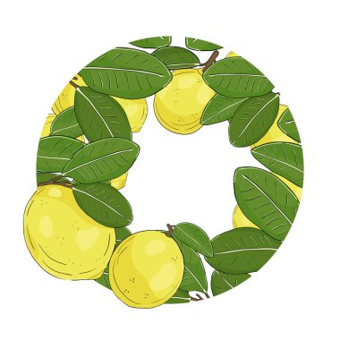 Vektör botanik çizimi. Limon meyvesi Yazdırma, davet, kart, pankart, sınır, çerçeve için tasarım