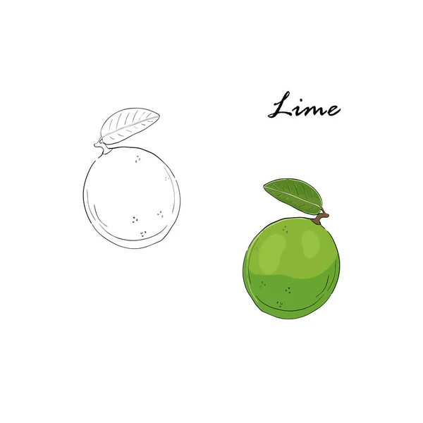 Citrusvruchten Set Vector Limoen Fruit Hand Getekend Illustratie Element Voor — Stockvector