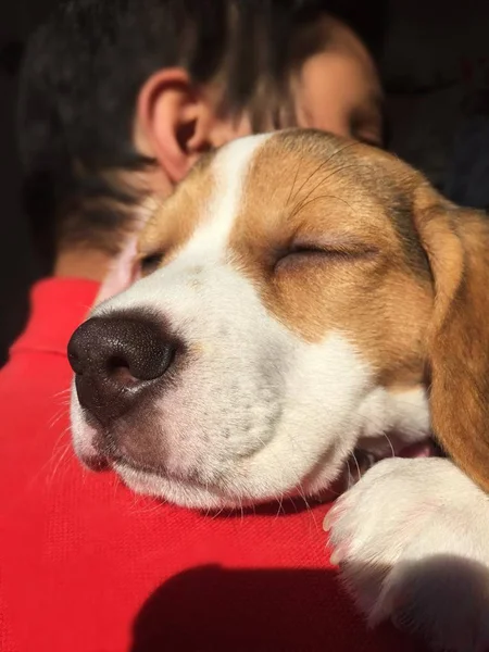 Cachorro Raca Beagle Ombro Dono — Stock Photo, Image