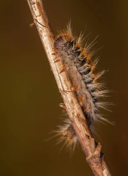 Çam İşlemcisi (Thaumetopoea pityokamppa) 