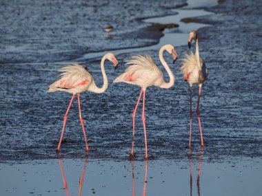 Üç tüylü flamingo.