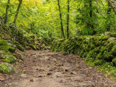Yeşil ormandaki patika. Montanchez 'in Kestane Ormanı, Caceres Extremadura, İspanya