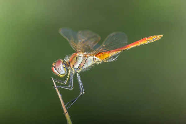 Dragonfly στη φύση σκούρο πράσινο φόντο (Sympetrum fonscolombi) — Φωτογραφία Αρχείου