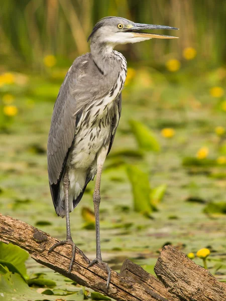 Сірий Герон, Ardea cinerea, полювання на річку, Aljucen River, Extremadura, Spain — стокове фото