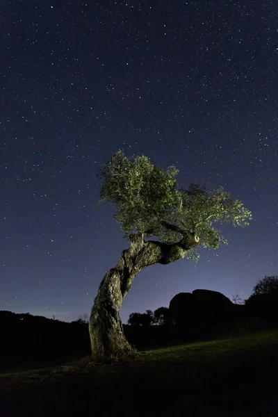 Geceleri yıldızlı holm meşesi Cornalvo, Extremadura, İspanya 'nın doğal parkında