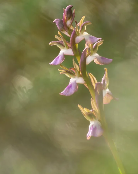 Gyönyörű Vad Orchidea Tavasszal Háttérvilágítással Anacamptis Collina Nincs Magyar Neve — Stock Fotó