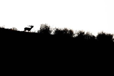 Monfrague Ulusal Parkı 'nda arka planda haykıran bir geyiğin silueti.