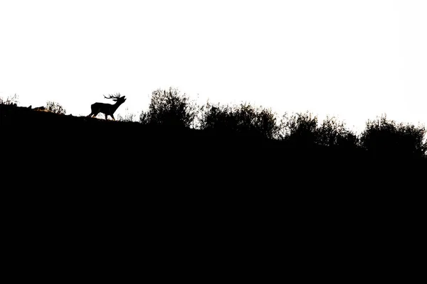 Silhouette Cervo Che Batte Controluce Nel Parco Nazionale Monfrague — Foto Stock