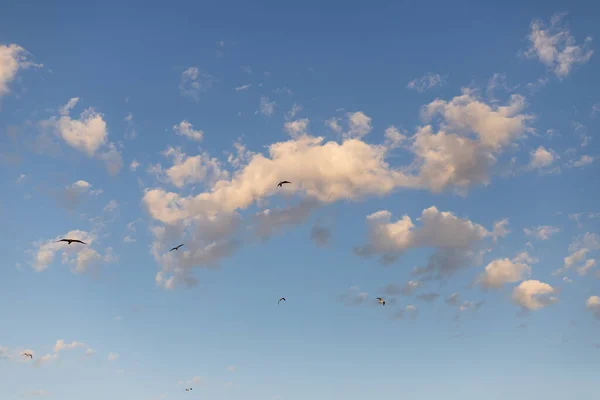blue sky with clouds and birds flying