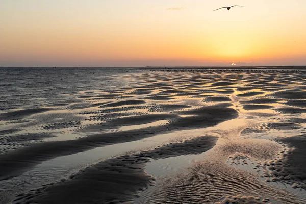 Pôr Sol Praia Com Uma Gaivota Voando Luz Fundo — Fotografia de Stock