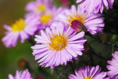 Pink chrysanthemum on a green background