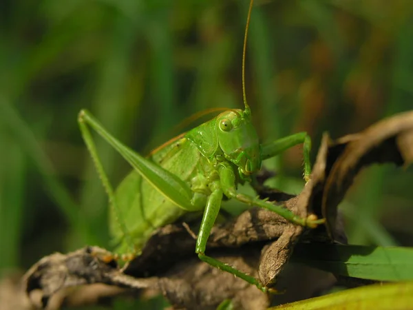Das Insekt Heuschrecke Oder Cricket Grün — Stockfoto