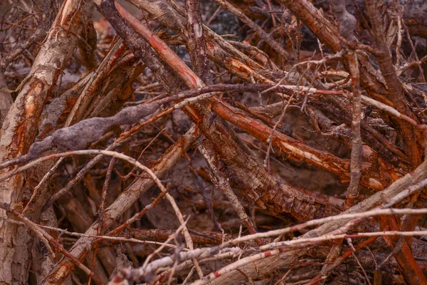 the roots of a pine tree after a hurricane