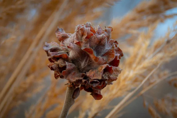 Dry flower and grass against the sky