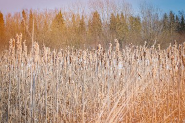 Uzun kuru çimenler mavi gökyüzü
