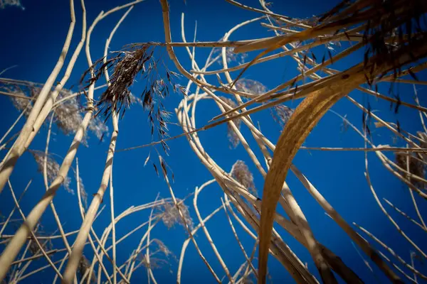 Tall Dry Grass Reeds Blue Sky — Stock Photo, Image