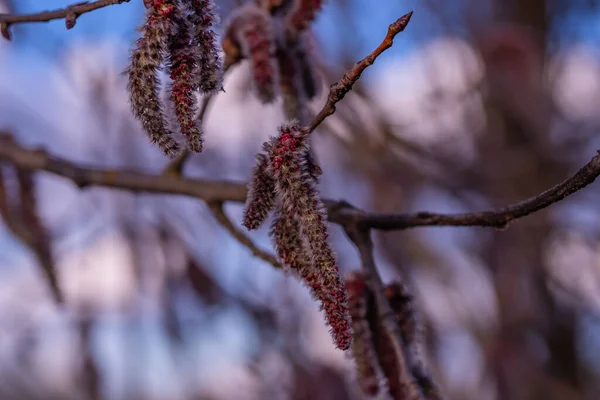 Swollen Buds Tree Branch — Stock Photo, Image