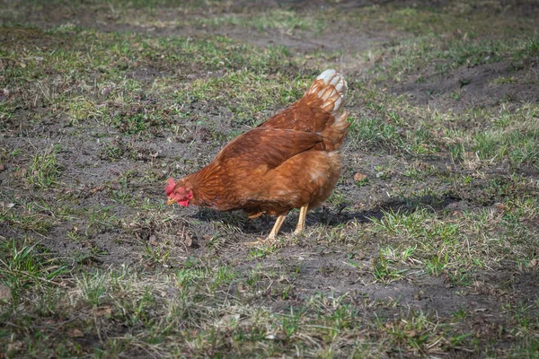 Домашняя Красная Курица Гуляет Двору — стоковое фото