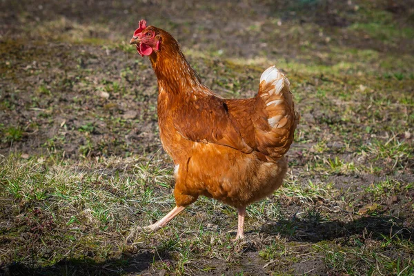 Домашняя Красная Курица Гуляет Двору — стоковое фото