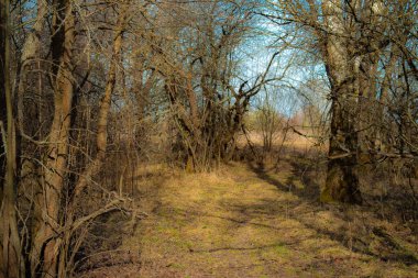 Peyzaj. Bataklık manzarası