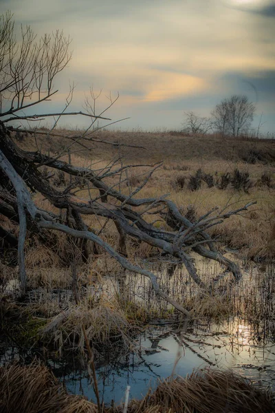Peyzaj. Bataklık manzarası