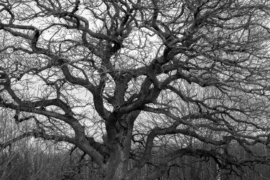 Ağaçlar, ağaçların dalları, doğanın arka planına karşı