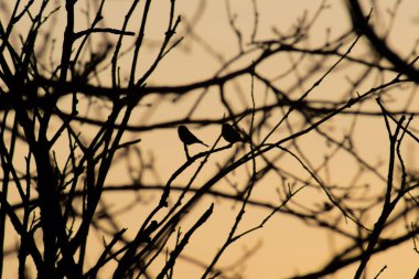Ağaçlar, ağaçların dalları, doğanın arka planına karşı