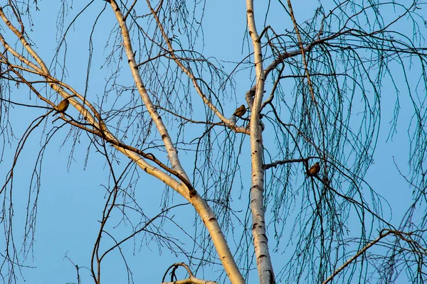 Vögel Einer Birke Vor Blauem Himmel — Stockfoto