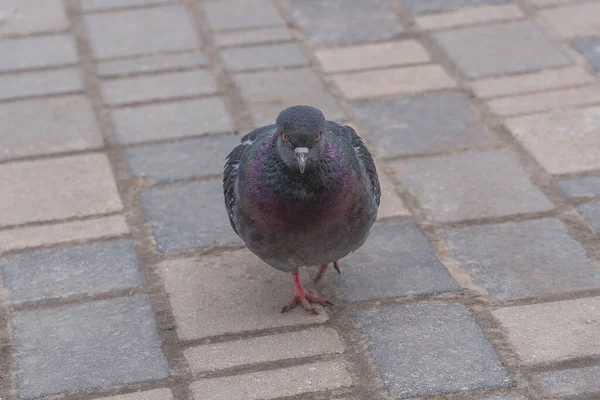 Pigeons Background Paving Slabs — Stock Photo, Image