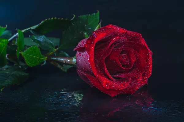 Kırmızı gül beyaz ve siyah arkaplanda su damlalarıyla.
