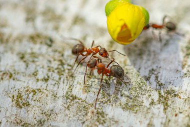 Ağaçtaki bir karınca, karıncaların yaşamı, kamışın ağırlığından daha fazlasını sürüklüyor.,