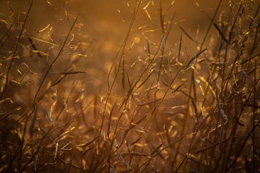 Yeşil yapraklı ağaçlar, günbatımı güneşi ile aydınlatılmış güneş yaprakların arasındaki boşlukta batıyor.,