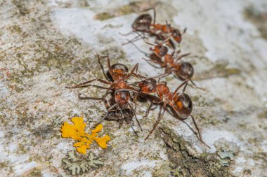 Ağaçtaki bir karınca, karıncaların yaşamı, kamışın ağırlığından daha fazlasını sürüklüyor.,