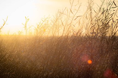Yeşil yapraklı ağaçlar, günbatımı güneşi ile aydınlatılmış güneş yaprakların arasındaki boşlukta batıyor.,