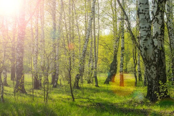 Δάσος Σημύδας Άλσος Σημύδας Την Άνοιξη Πράσινο Γρασίδι Φύλλα — Φωτογραφία Αρχείου