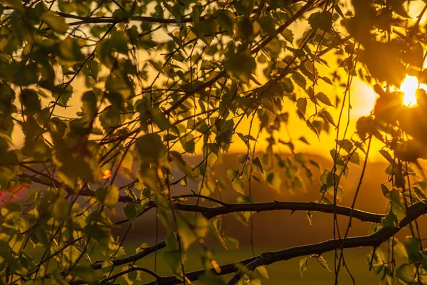 Árvores Com Folhas Verdes Iluminadas Pelo Sol Por Sol Sol — Fotografia de Stock