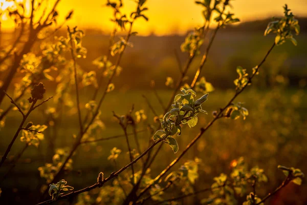 Yeşil Yapraklı Ağaçlar Günbatımı Güneşi Ile Aydınlatılmış Güneş Yaprakların Arasındaki — Stok fotoğraf