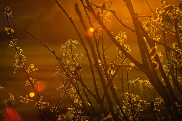 Árvores Com Folhas Verdes Iluminadas Pelo Sol Por Sol Sol — Fotografia de Stock