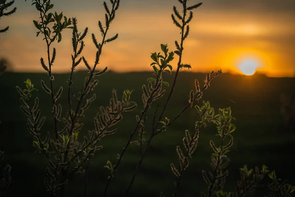 Yeşil Yapraklı Ağaçlar Günbatımı Güneşi Ile Aydınlatılmış Güneş Yaprakların Arasındaki — Stok fotoğraf