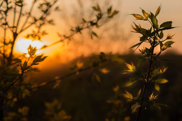 Yeşil Yapraklı Ağaçlar Günbatımı Güneşi Ile Aydınlatılmış Güneş Yaprakların Arasındaki — Stok fotoğraf