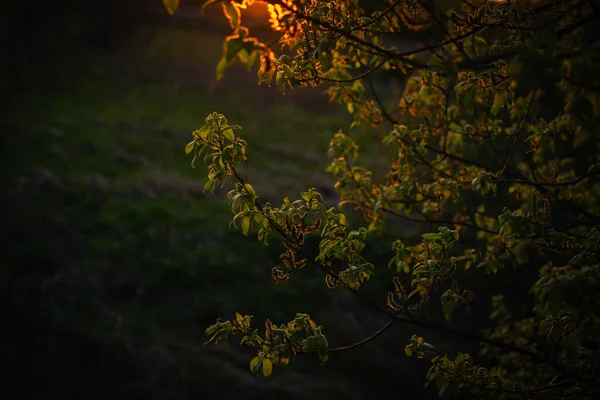 Copaci Frunze Verzi Iluminați Soarele Apusului Soarele Apusului Decalajul Prin — Fotografie, imagine de stoc