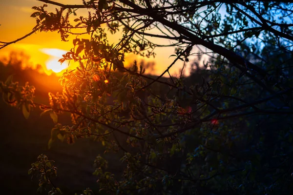 Yeşil Yapraklı Ağaçlar Günbatımı Güneşi Ile Aydınlatılmış Güneş Yaprakların Arasındaki — Stok fotoğraf