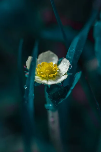 Witte Bloem Gras Achtergrond Natuur Planten Bloemen — Stockfoto